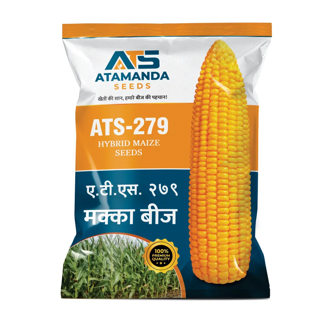 ATS-279 Maize Seeds