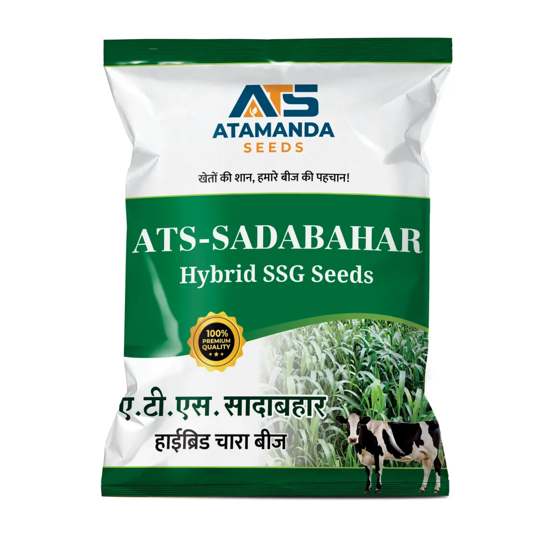 ATS-Sadabahar Hybrid SSG Seeds