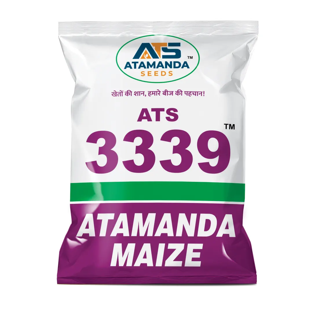 ATS-3339 Hybrid Maize Seeds