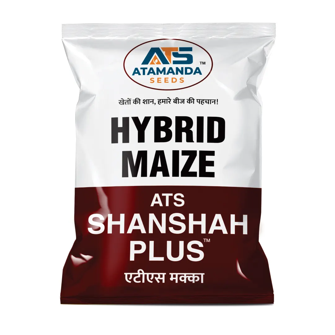 ATS-Shanshah Plus Hybrid Maize Seeds